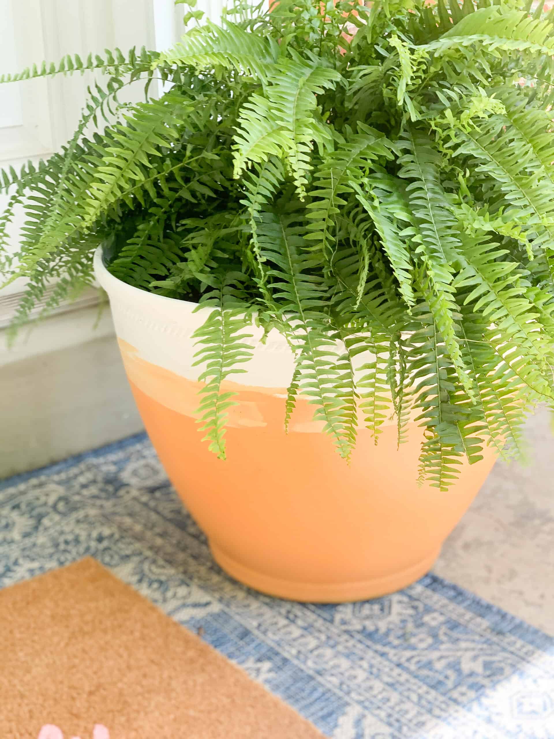 Large Terracotta Plant with Fern