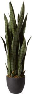 faux snake plant