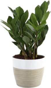 small potted plant from Amazon