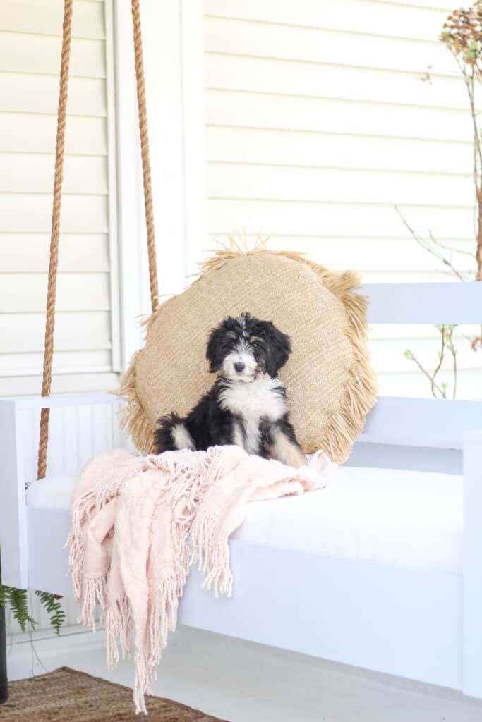 Porch swing with bernedoodle puppy on it 