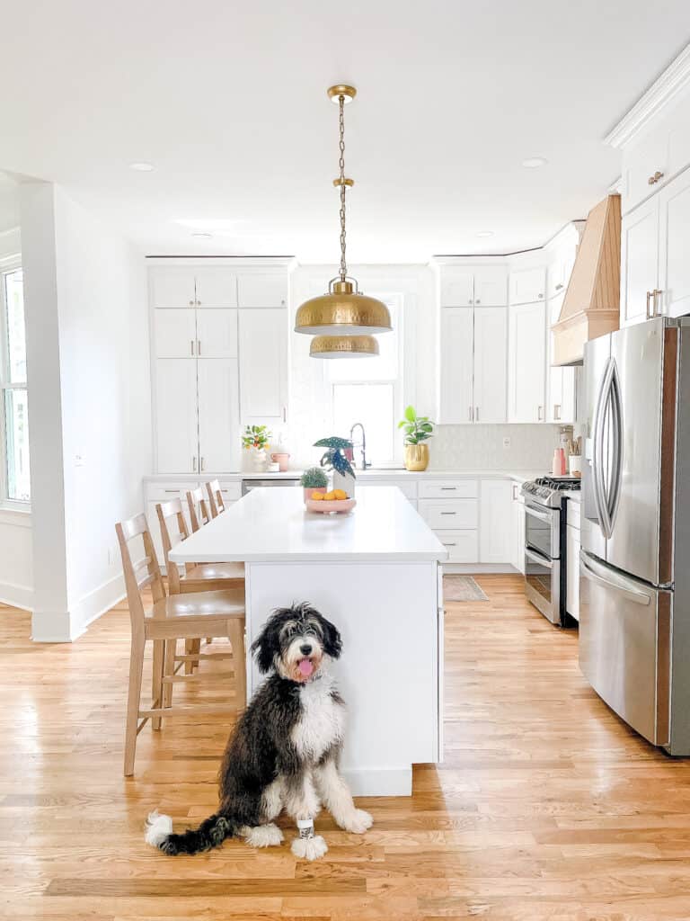 dog in kitchen 