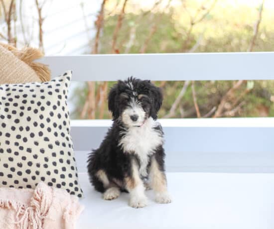 Bernedoodle puppy on swing