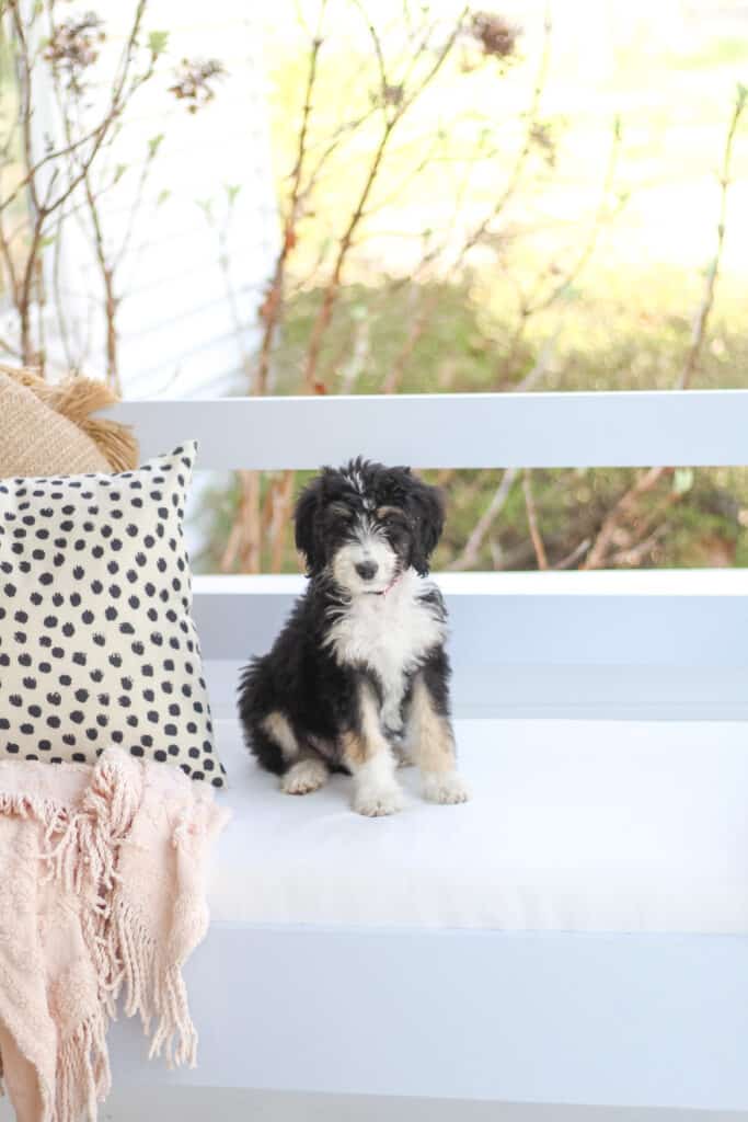 Bernedoodle puppy on swing 