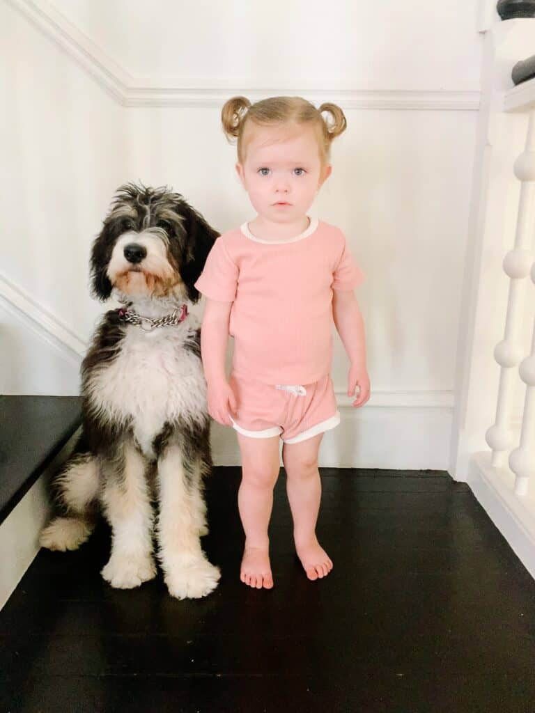 Berniedoodle next to toddler girl 