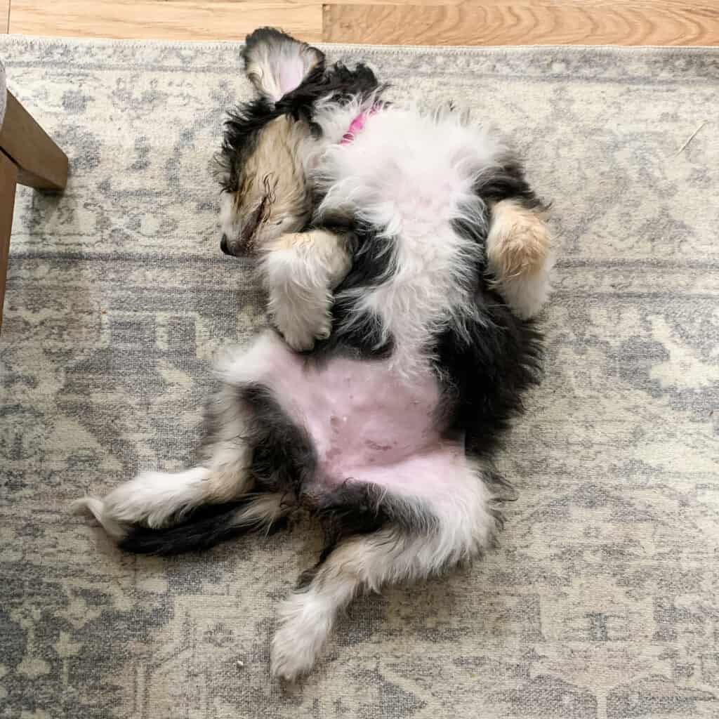 Dog laying on her back 