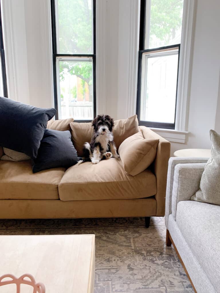 Dog sitting on couch 