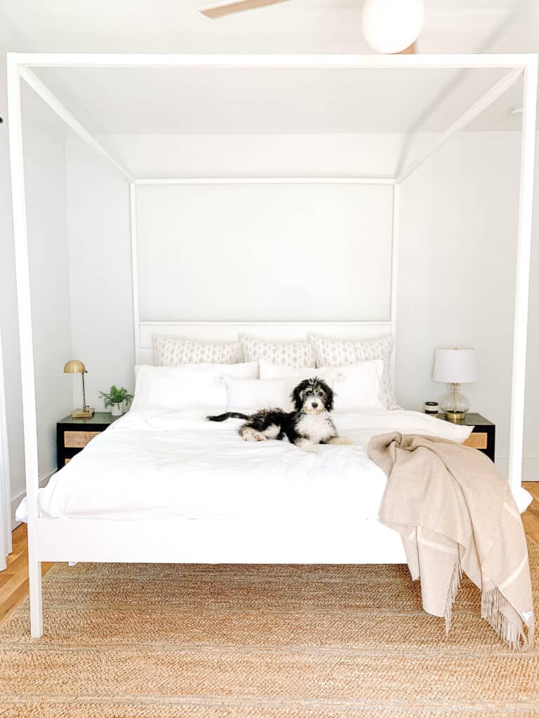 Bernedoodle on white bed