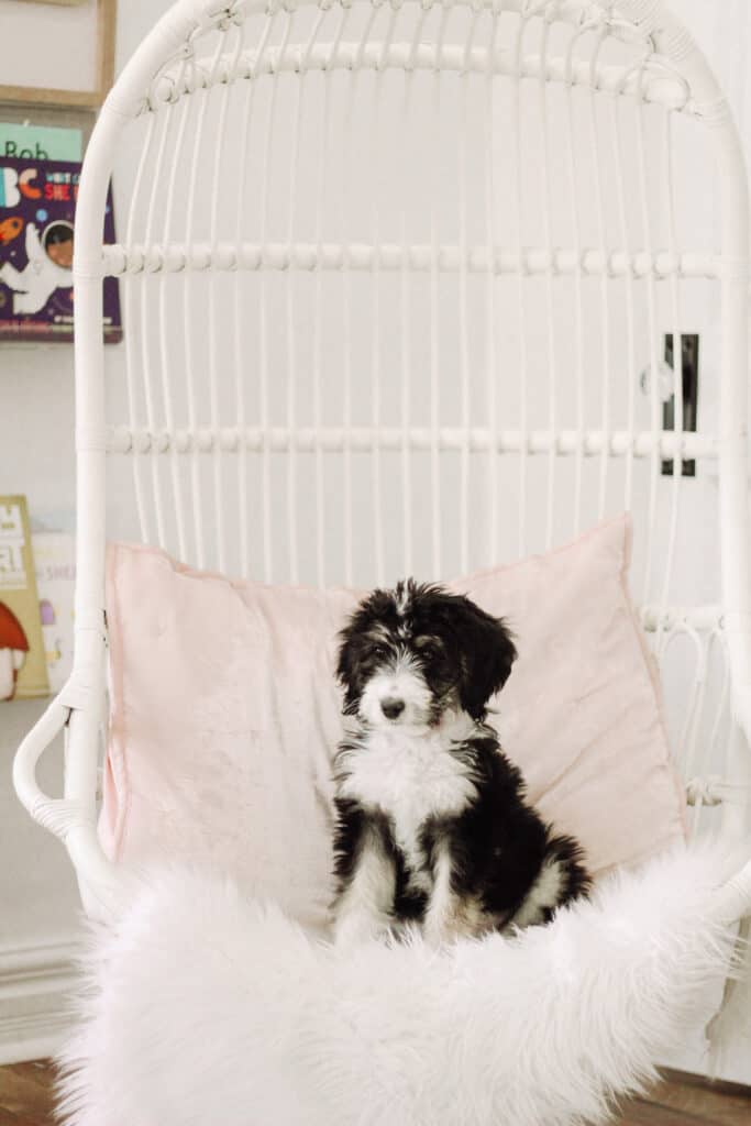 Bernedoodle on hanging rattan chair 