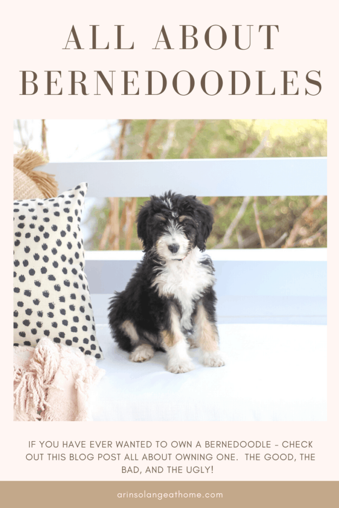 all about owning a bernedoodle 