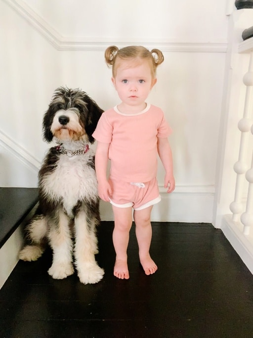 bernedoodle with baby