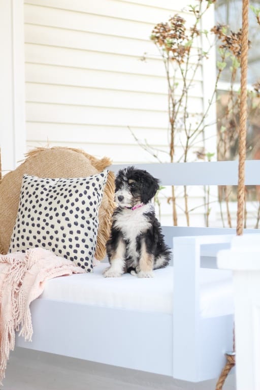 how much to feed a Bernedoodle puppy