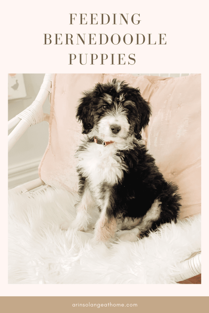 How Much to Feed a Puppy - Puppy Feeding Chart & Schedule