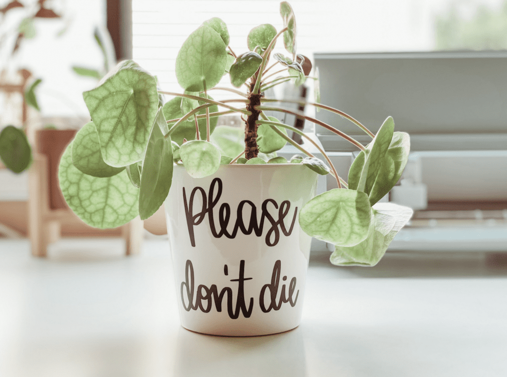 diy plant pot with cricut