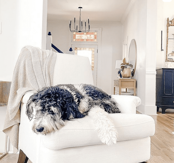 bernedoodle napping