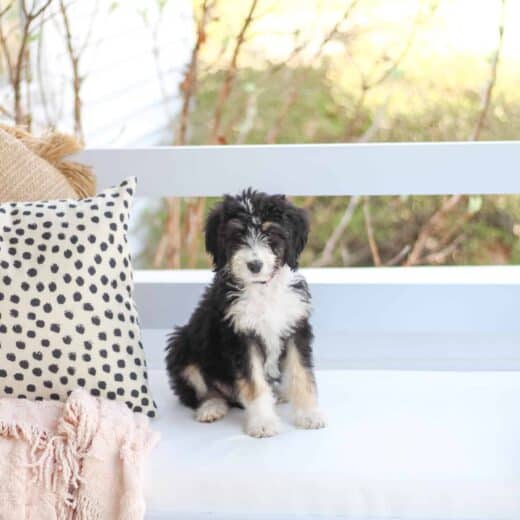 How much is a Bernedoodle puppy