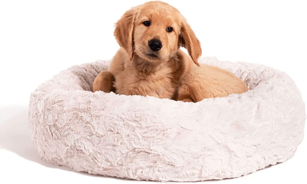 puppy in dog bed