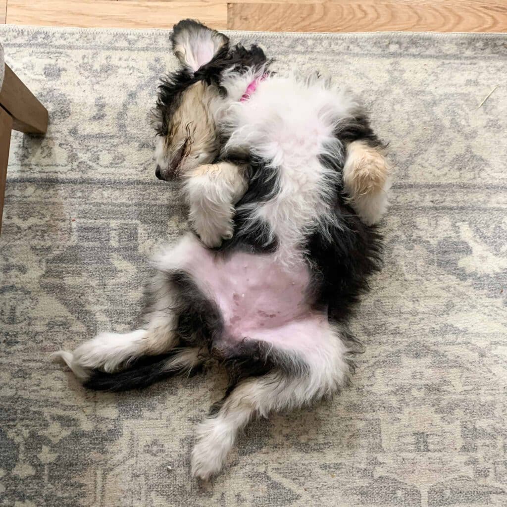 Bernedoodle puppy belly