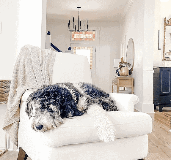 Bernedoodle on a chair