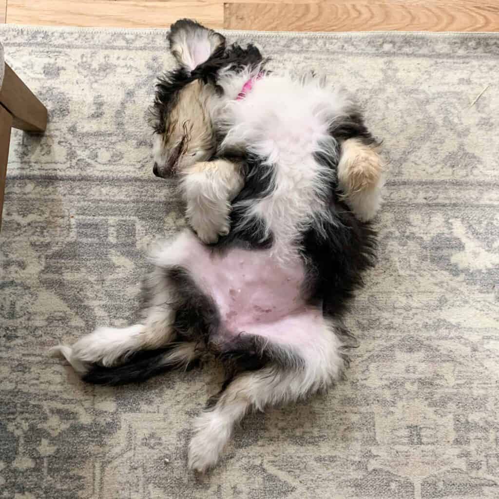 Bernedoodle puppy laying on her back with belly showing.