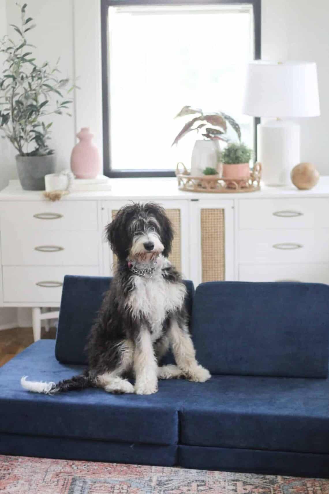 Bernedoodle Dog Names Perfect For Your Pooch arinsolangeathome