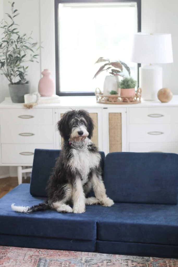 Grown Bernedoodle dog on a navy blue Nugget couch.