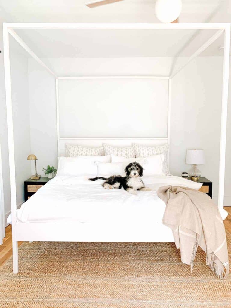 Bernedoodle puppy laying on an all white bed.