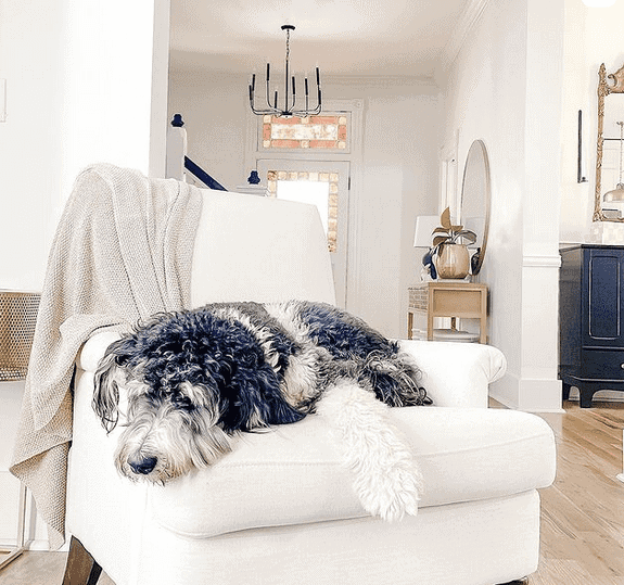 Grown Bernedoodle dog laying on a white chair.