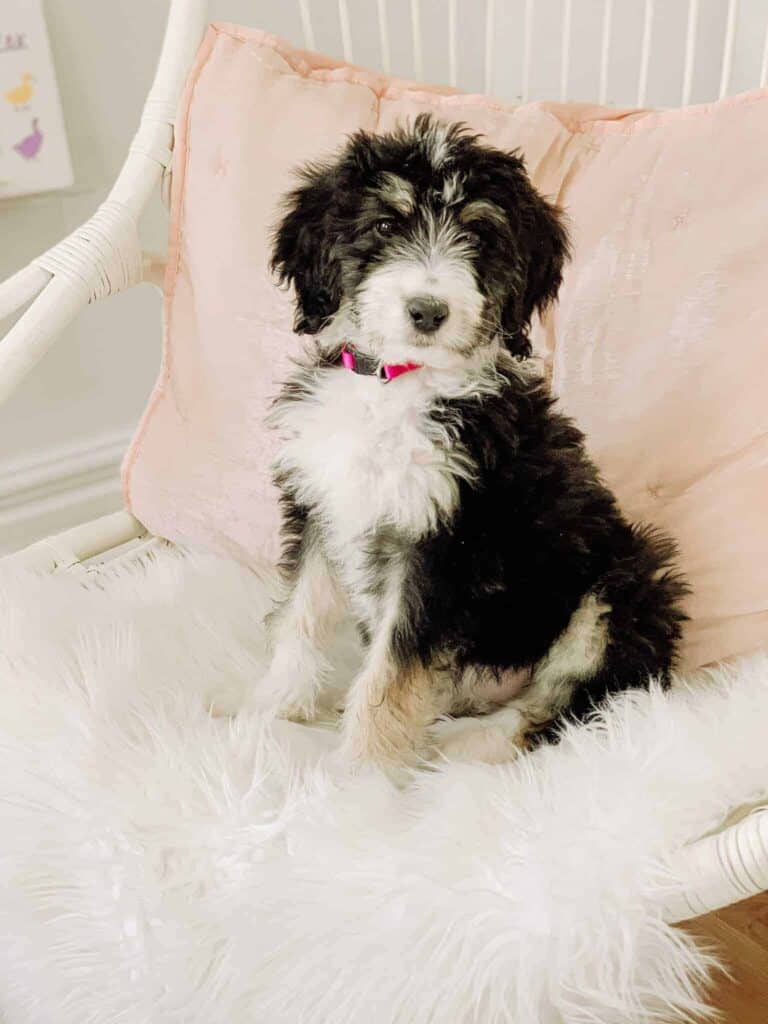 Bernedoodle puppy looking serious in a white hanging swing.