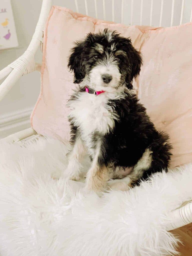 Toy poodle and bernese mountain clearance dog