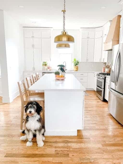 Bernedoodle posing in white kitchen.