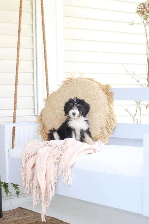 Bernedoodle dog laying on a white hanging outdoor porch swing.