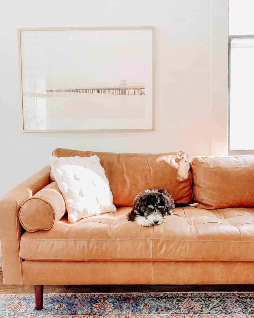 Bernedoodle puppy laying on a leather couch.