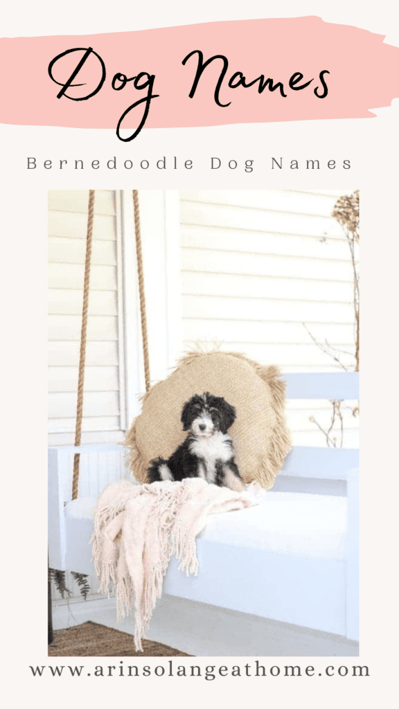 Bernedoodle Dog Names Pinned Photo