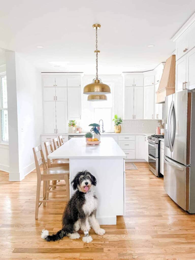 A white kitchen with large kitchen island and large dog posing in front of the island.