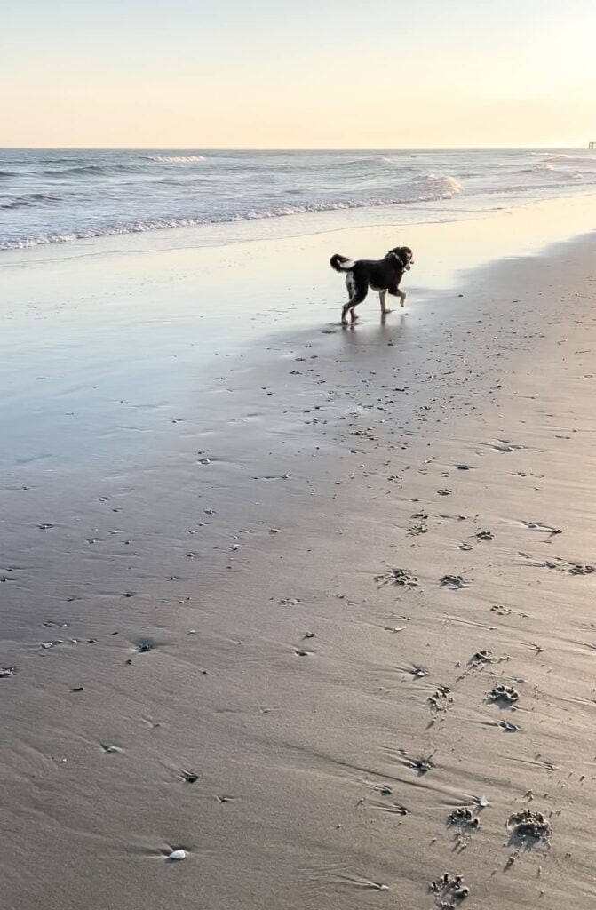 Bernedoodle dog on beach