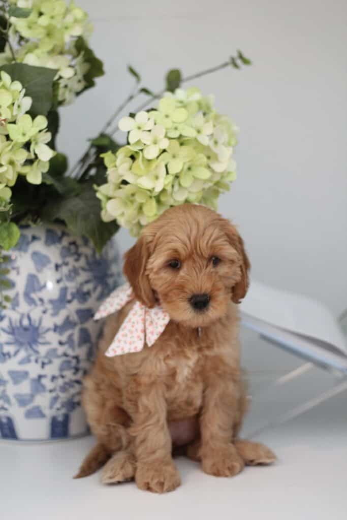 When Do Goldendoodle Puppies Stop Growing? Puppy Goldendoodle with bow