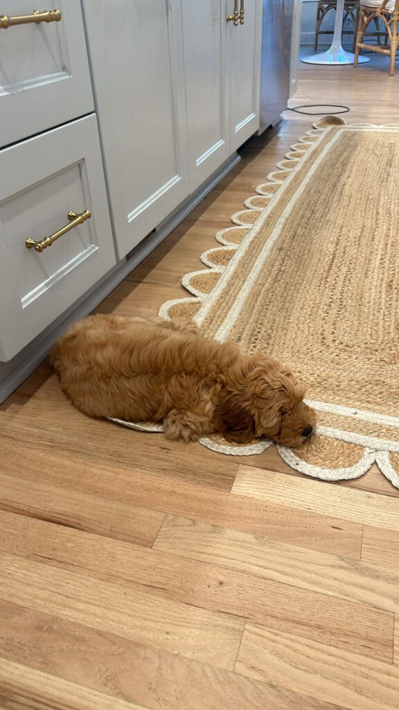 When Do Goldendoodle Puppies Stop Growing? 
Puppy on rug
