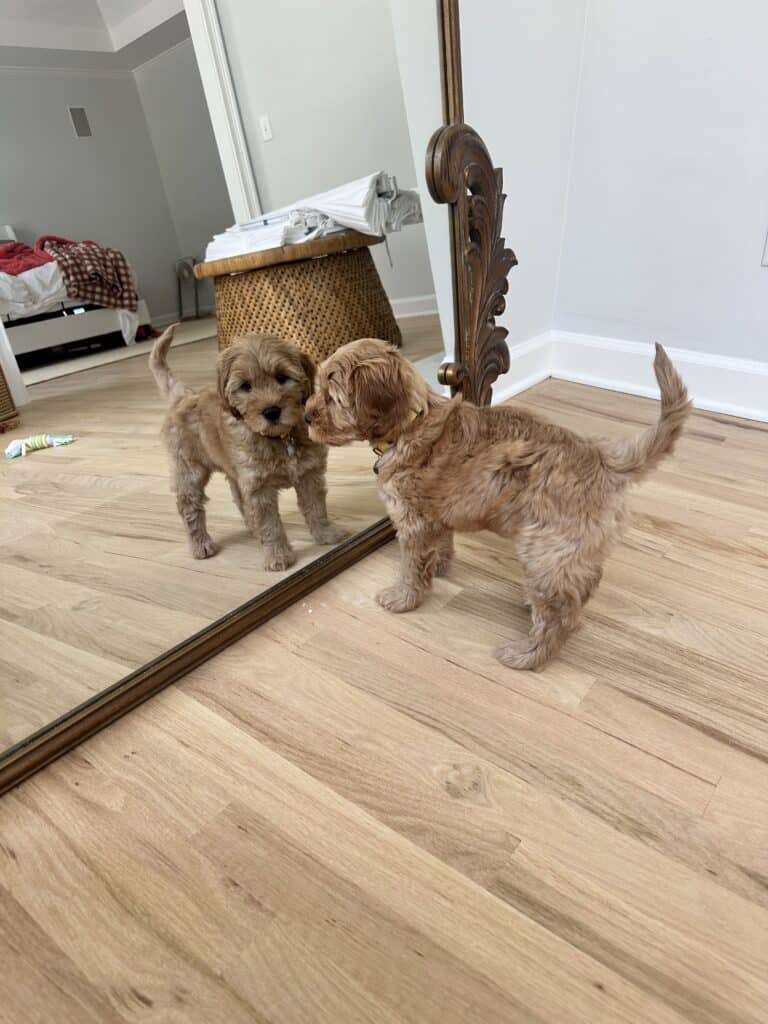 Goldendoodle puppy in mirror