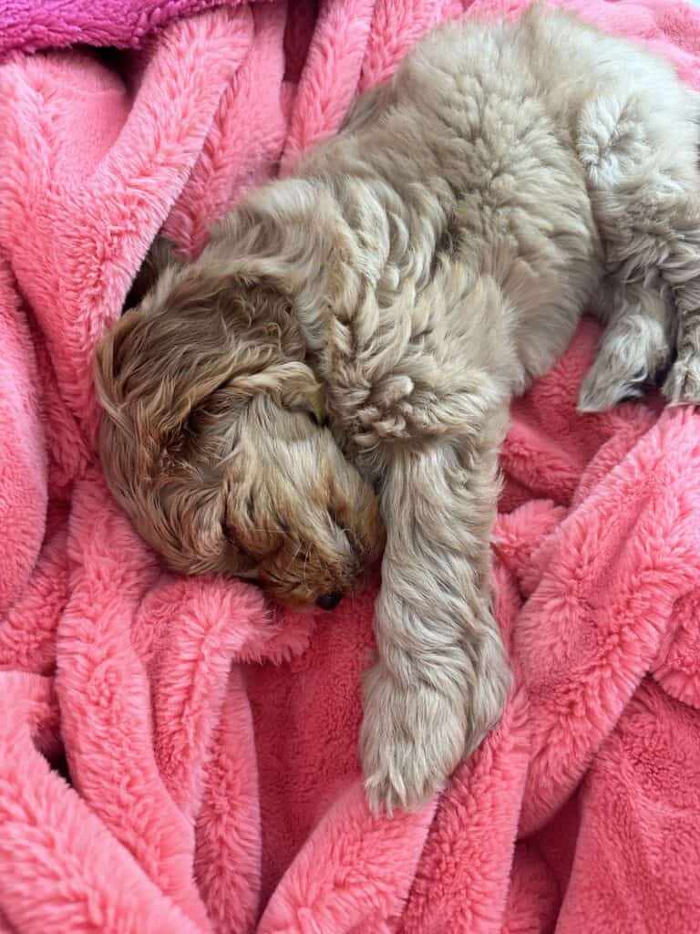 Goldendoodle puppy on pink blanket