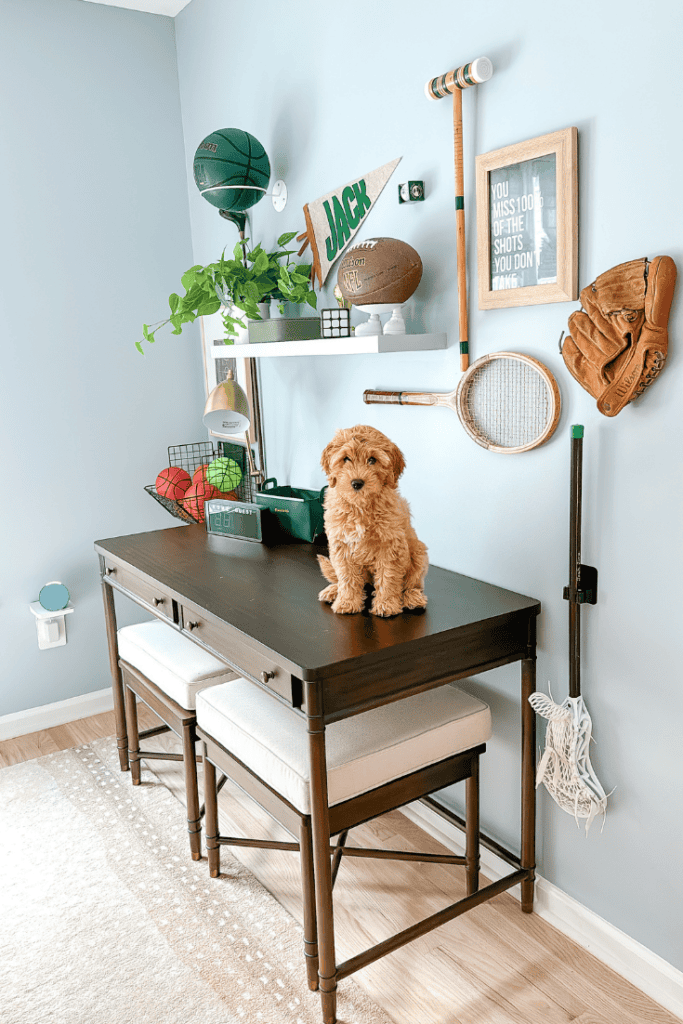 Preteen boy room with blue walls goldendoodle puppy